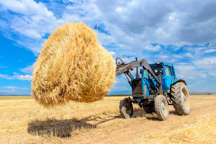 Жетісу қысқа дайындалуда: қажетті мал азығының 87% дайындалып үлгерді